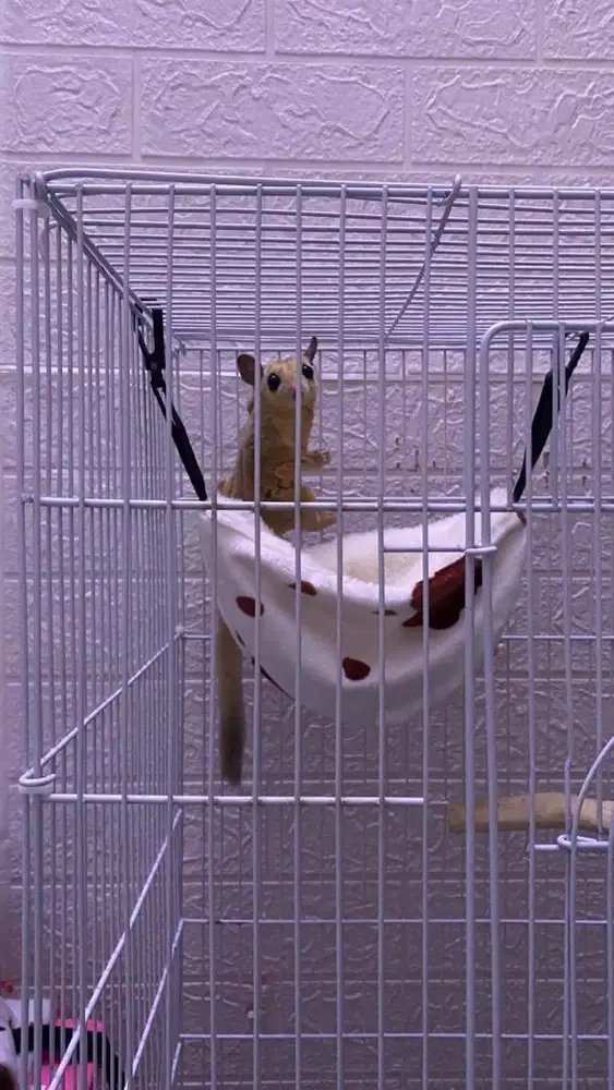 Sugar Glider FREE KANDANG Mozaik Platinum Jantan Remaja siap kawin