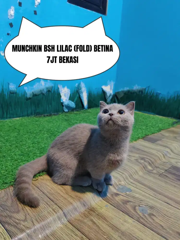 MUNCHKIN BSH LILAC GAELIC FOLD BETINA BRITISH SHORTHAIR CEBOL