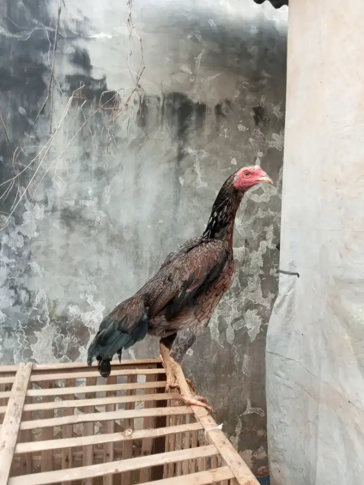 ayam babon bangkok mangon betina siap pro