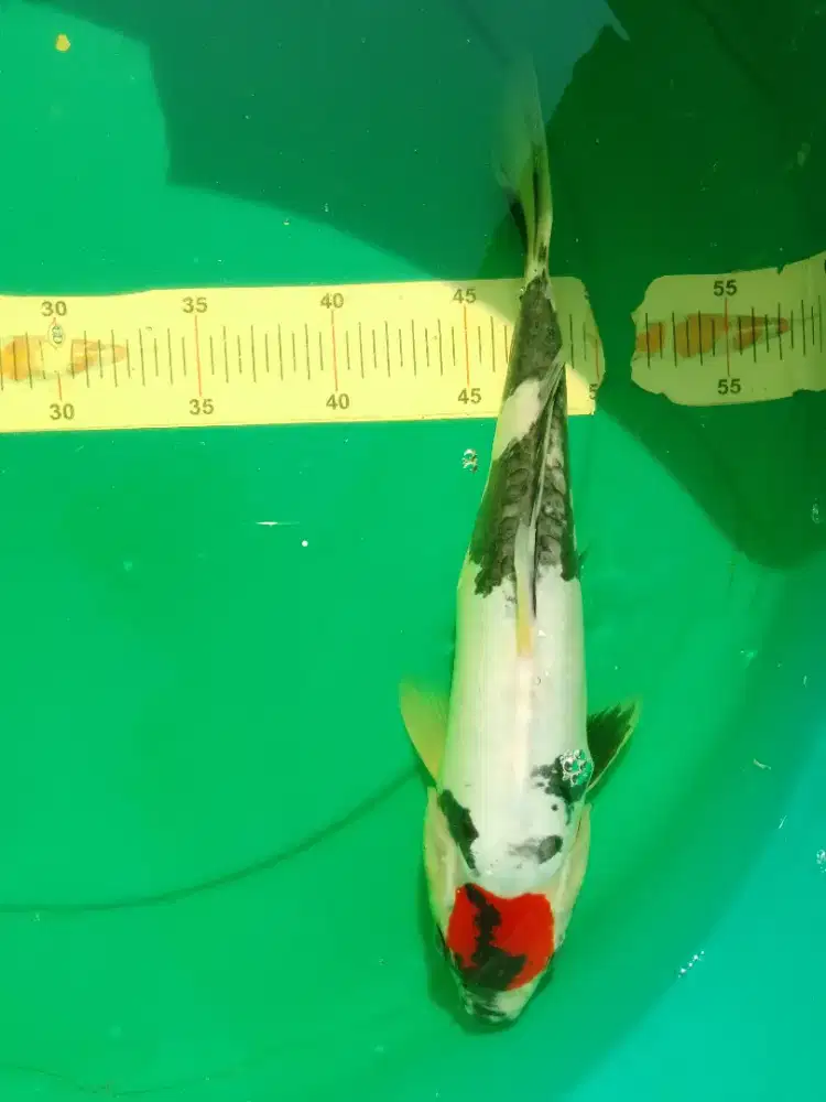 Ikan koi jenis Tancho Showa Doitsu 33cm