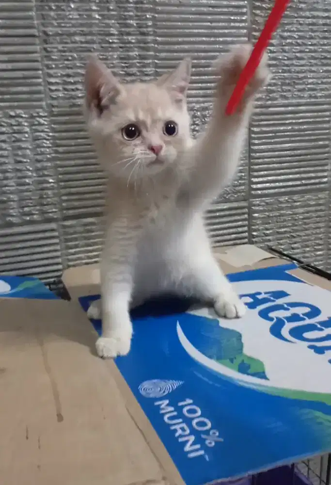 Kitten BSH golden jantan fawn