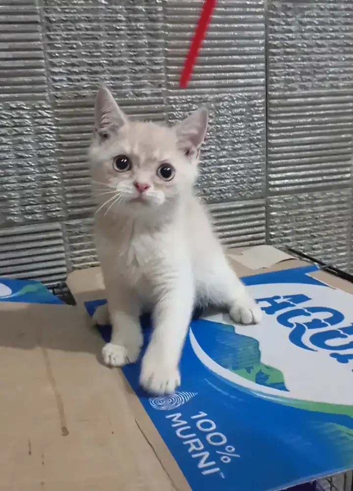 Kitten BSH golden fawn jantan