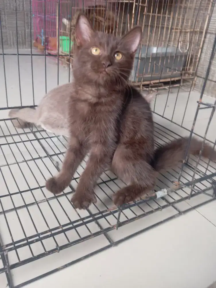 Kitten BSH Choco betina