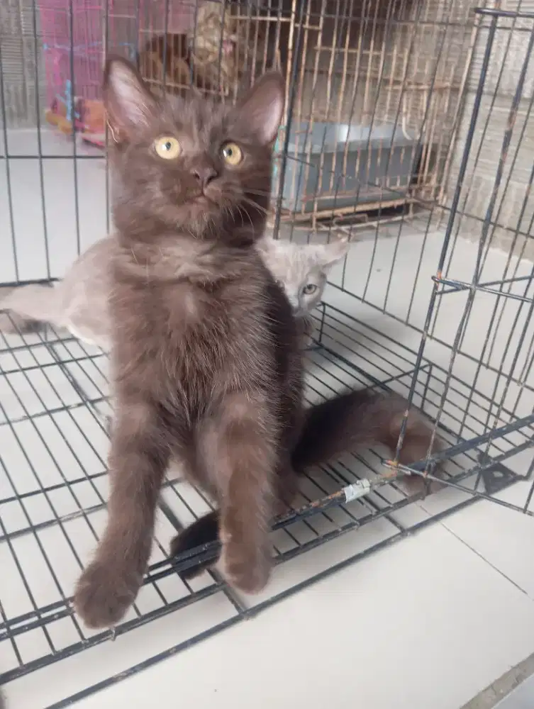 Kitten British Choco betina