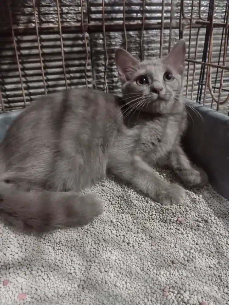 Kitten BSH lilac betina