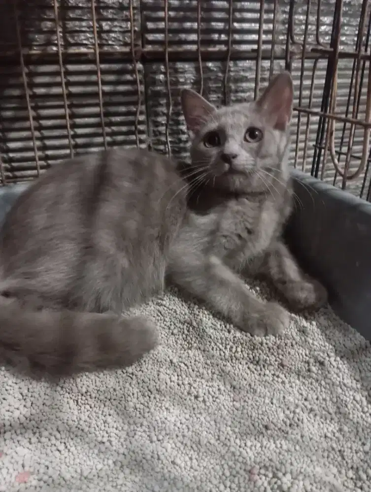 Kitten British lilac betina