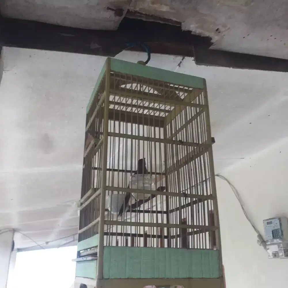 Burung Crucukan fulset