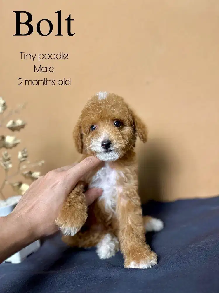 Tiny poodle jantan