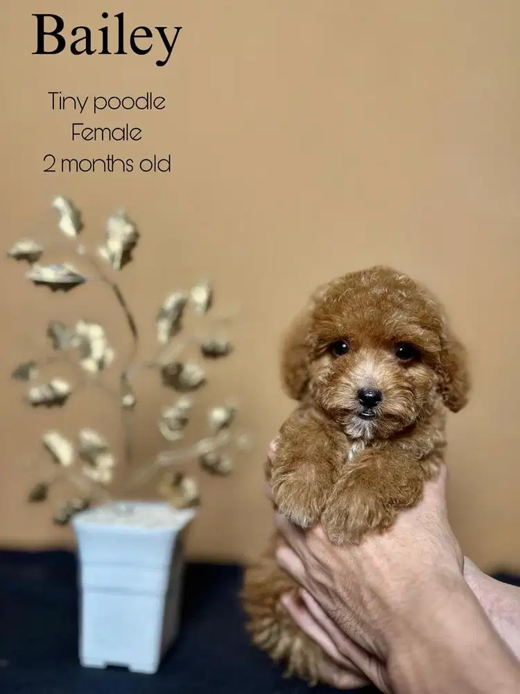 Tiny poodle betina