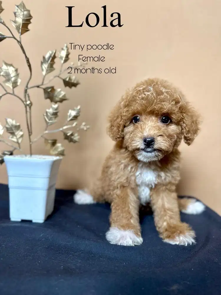 Tiny poodle betina