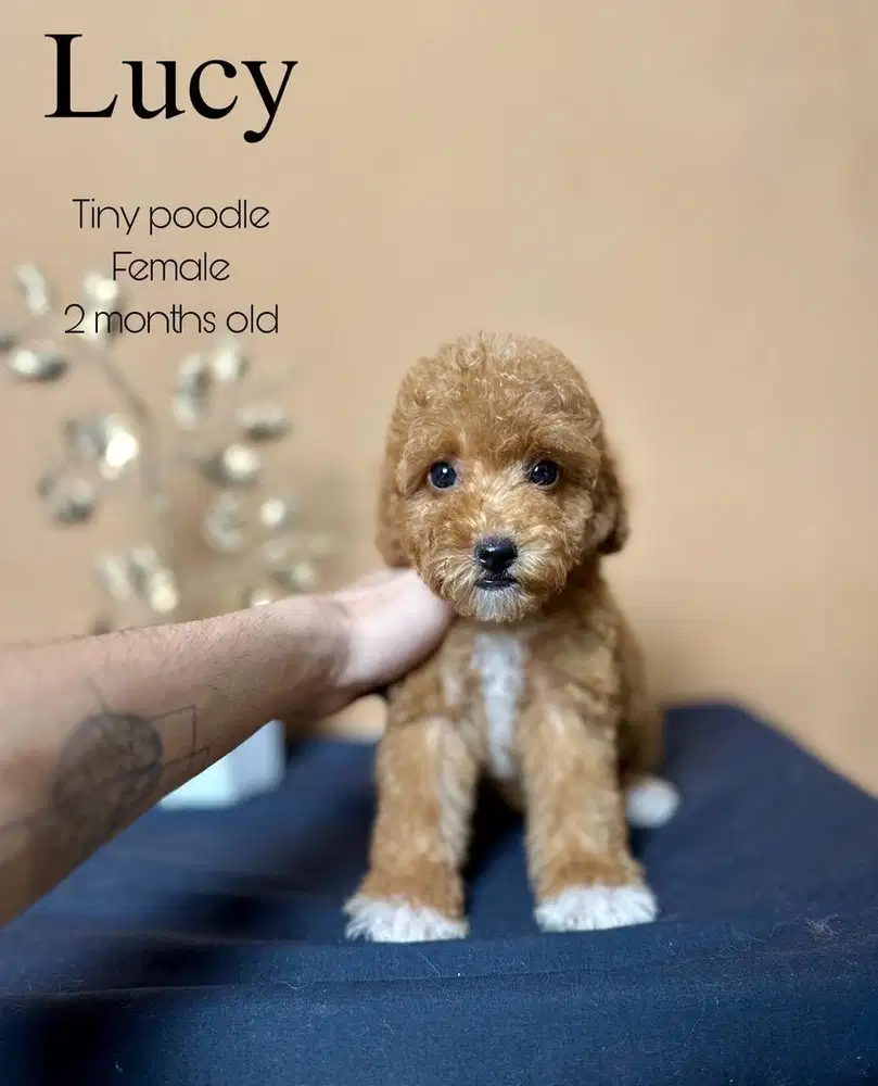 Tiny poodle betina