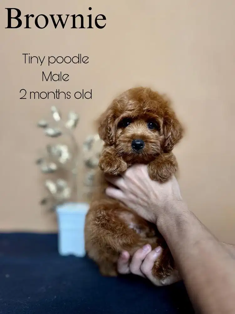 Tiny poodle jantan