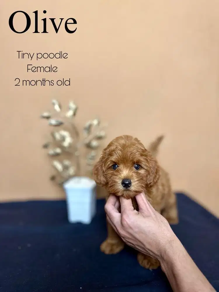 Tiny poodle betina