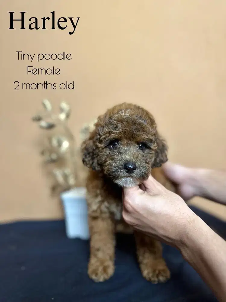 Tiny poodle betina
