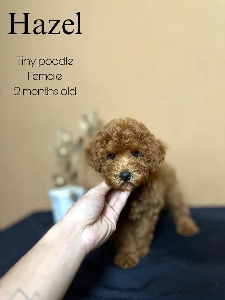 Tiny poodle betina