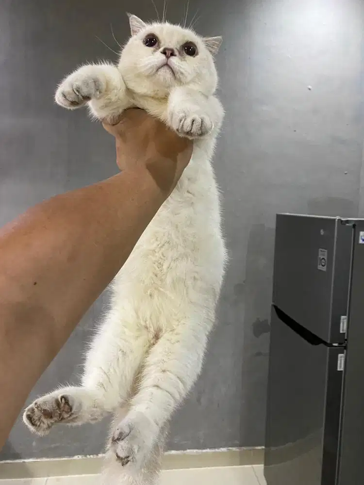 Kucing munchkin scottish fold mata merah RARE