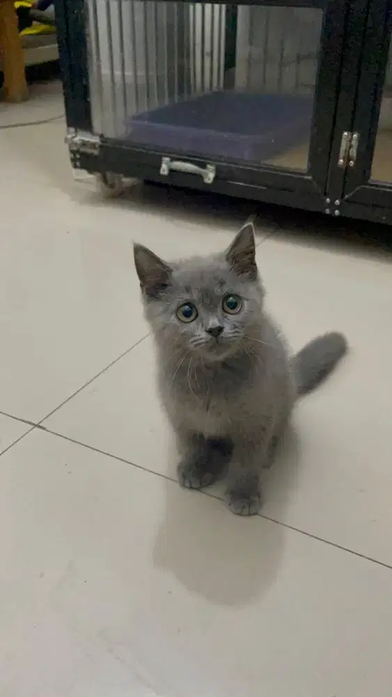 Kucing Bsh Jantan