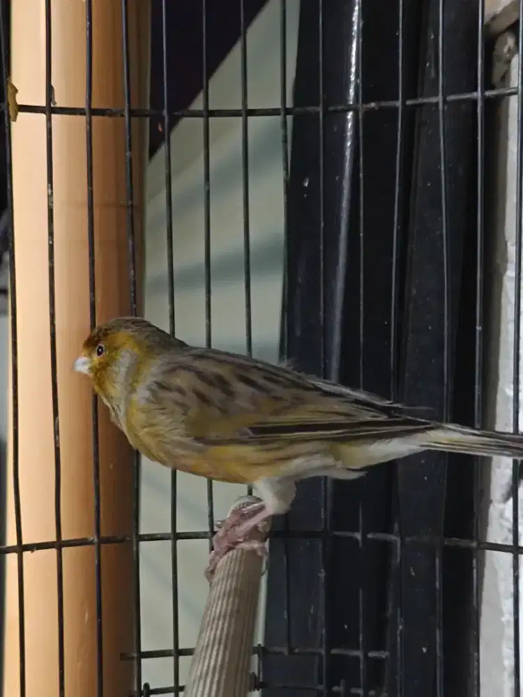 Burung aja kenari loper big long masteran cengkok tuker tambah barter