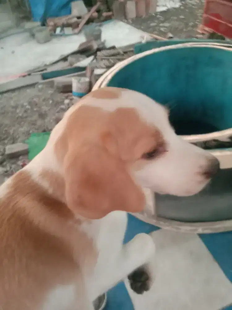 Anjing beagel anakan