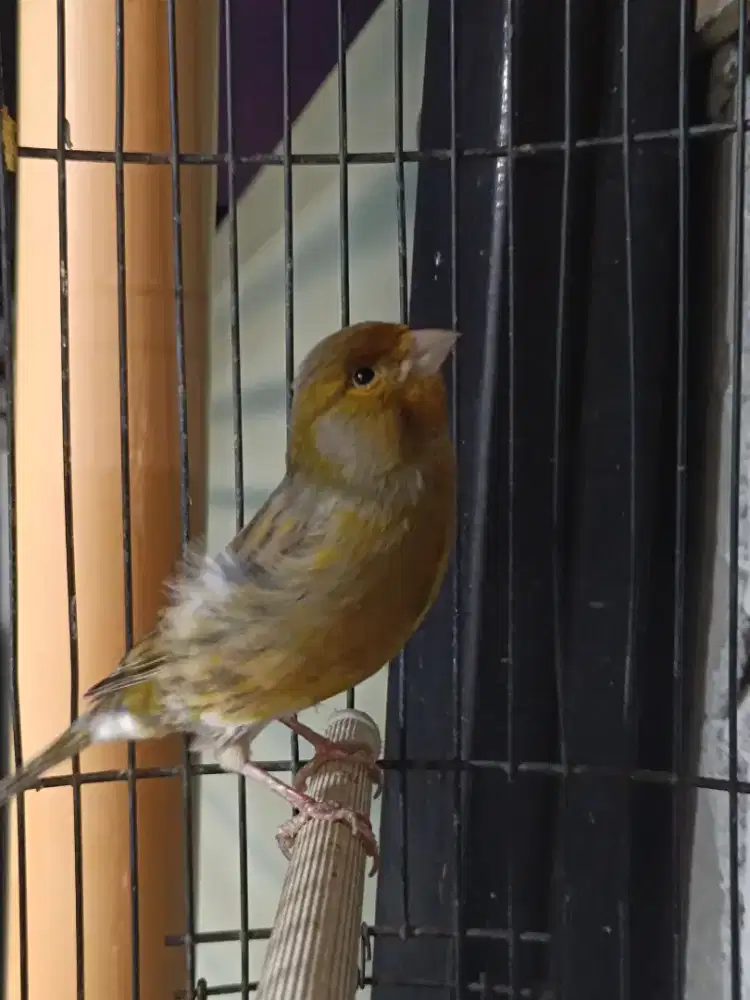 Burung aja kenari big long loper masteran cengkok tuker tambah barter