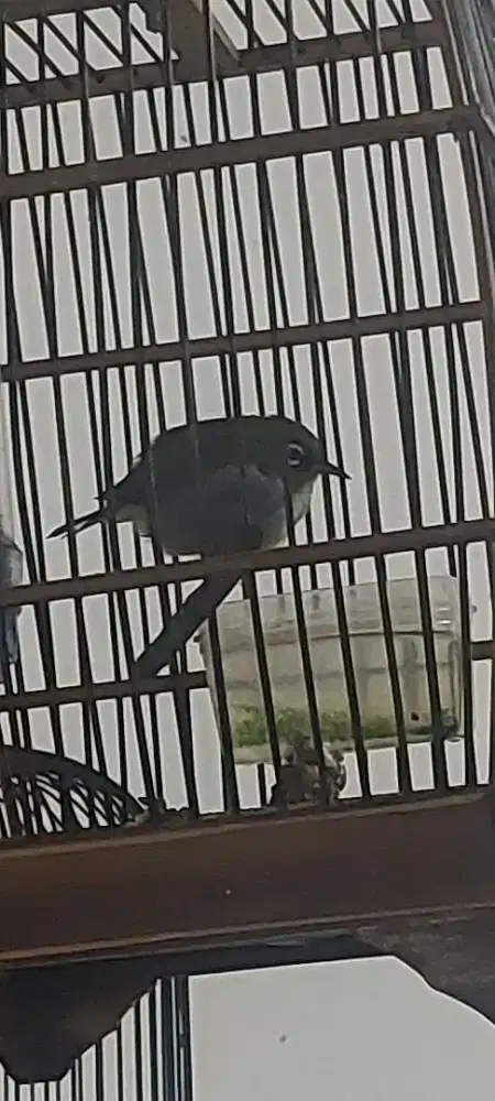 Burung kacamata mapan
