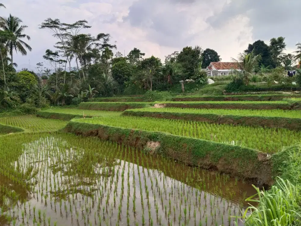 Sawah Dijual Pinggir Irigari Masuk Mobil Sawah Produktif Air Subur Melimpah
