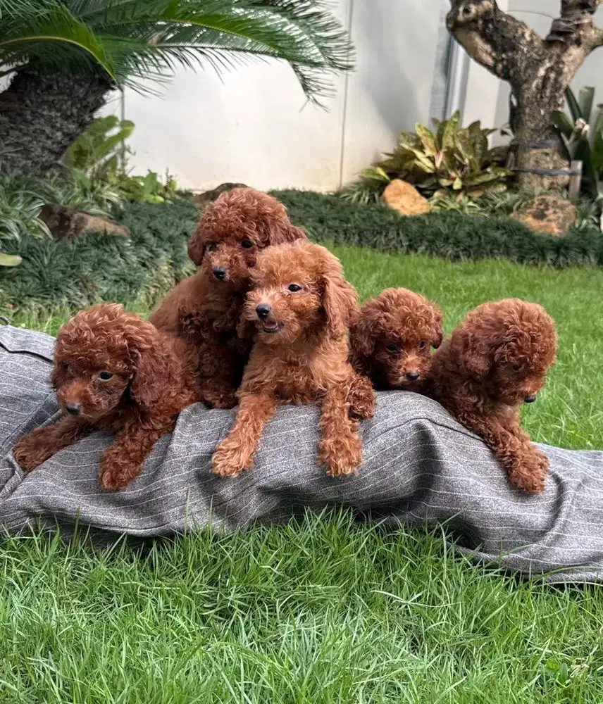 Red poodle 2betina 3jantan