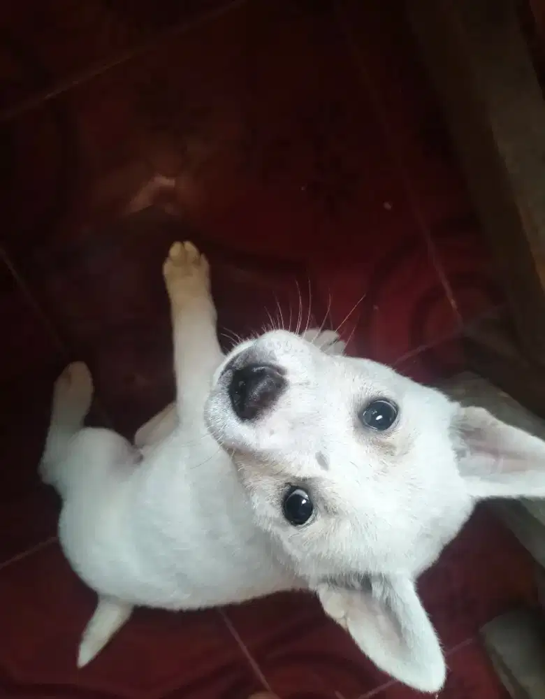 Anjing kintamani jantan