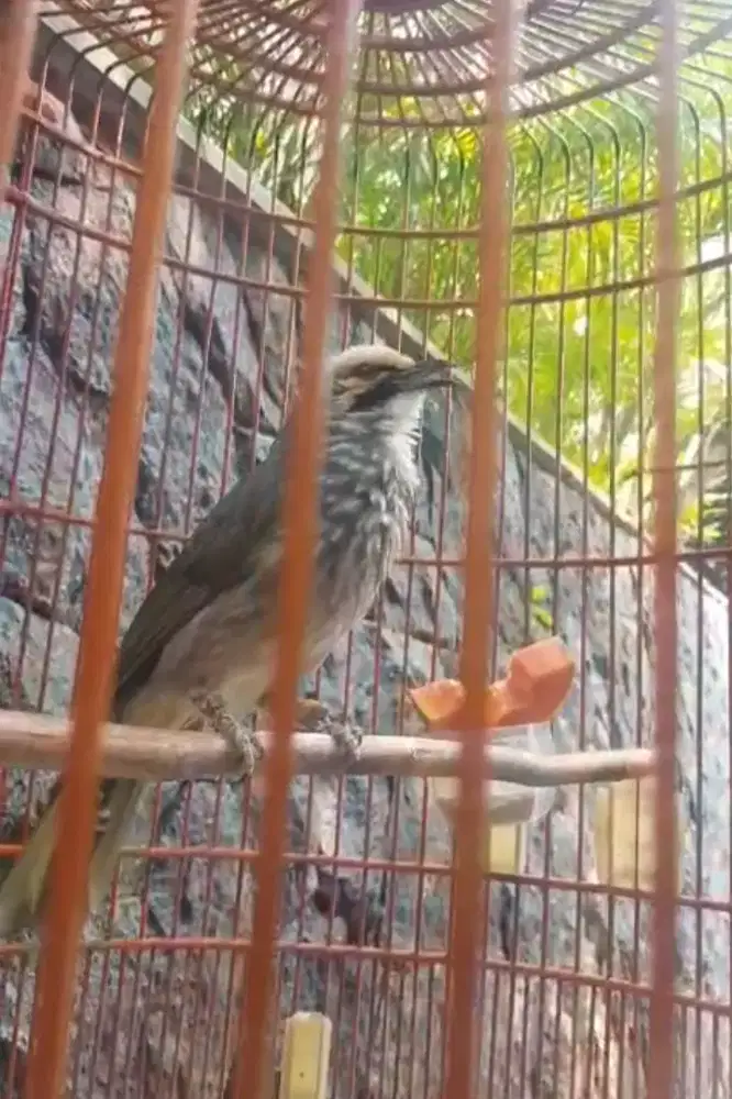 Cucak Rowo suara hutan