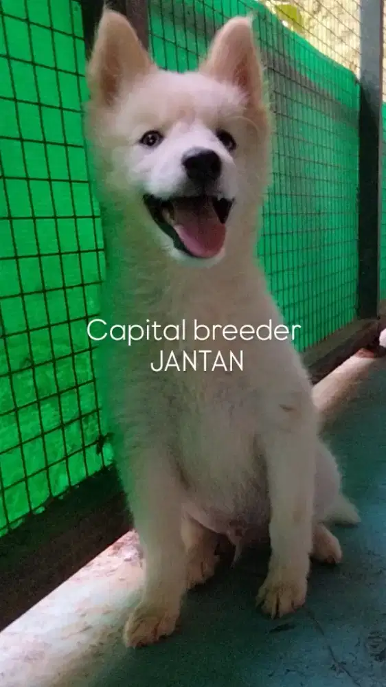 PUPPY SIBERIAN HUSKY JANTAN