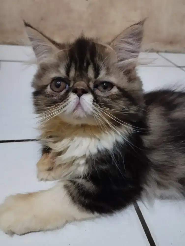Lepas adop kitten Persia peaknose betina