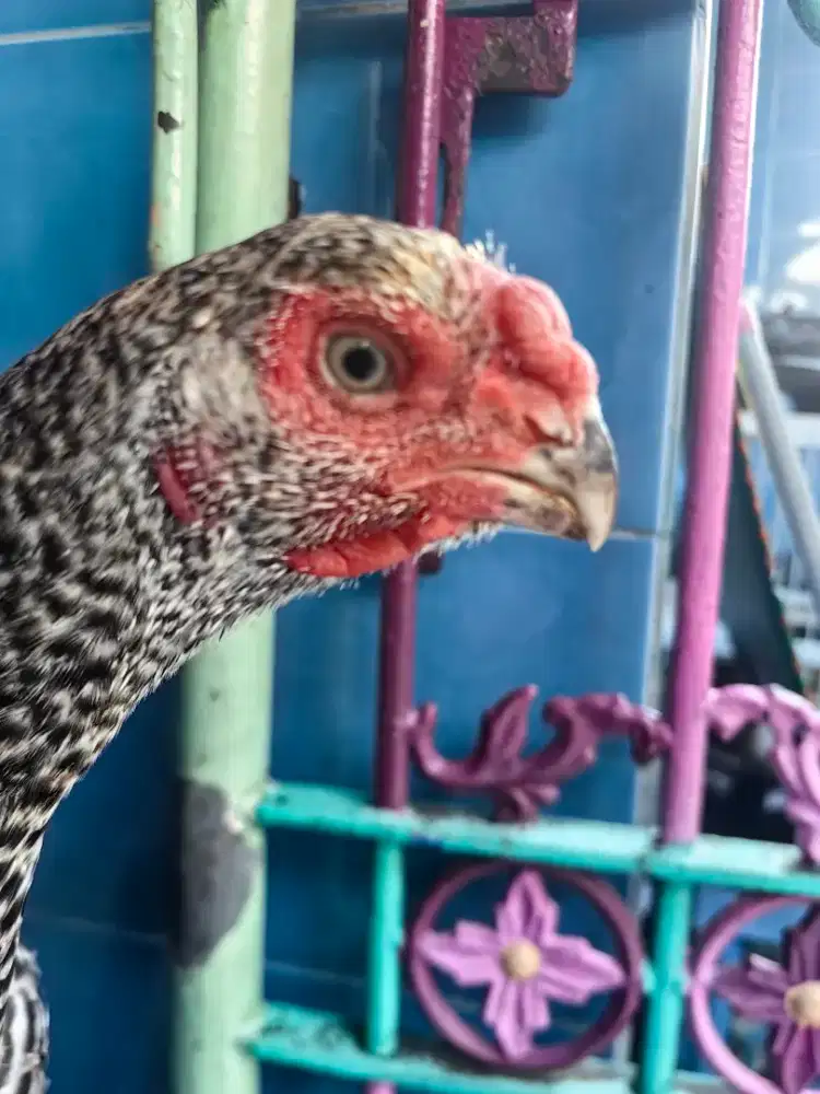 Ayam ASEEL PARROT BETINA SIAP NELUR