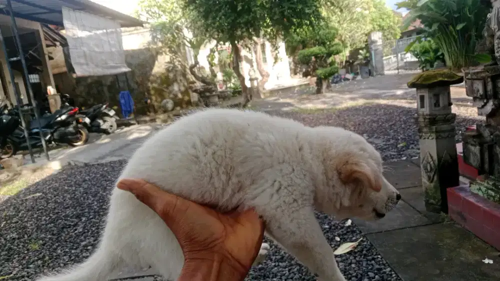 Anjing kintamani asli