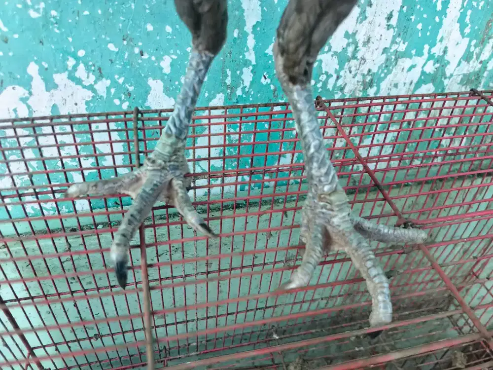 Ayam babon mango kaki ubet habis anggrem
