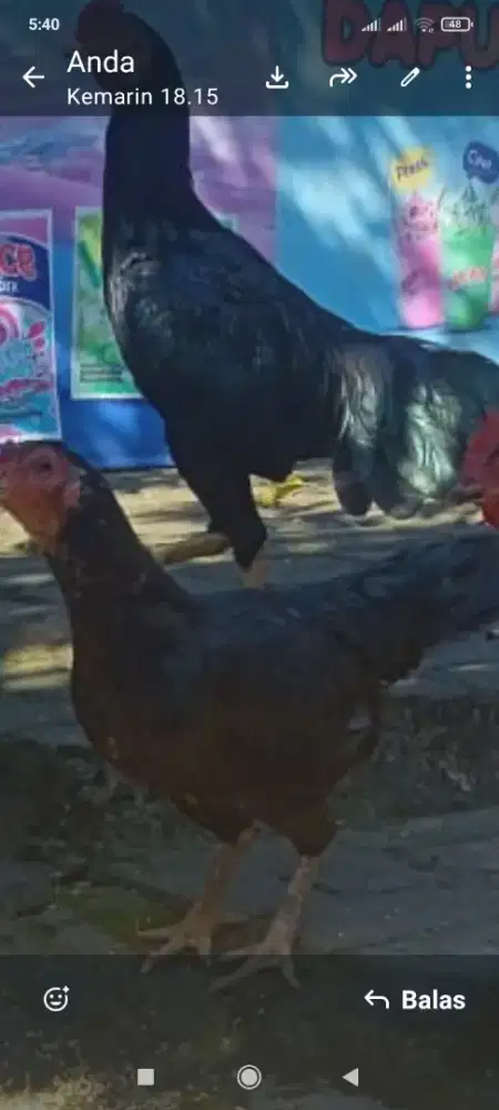 2 Ekor Ayam kampung Betina