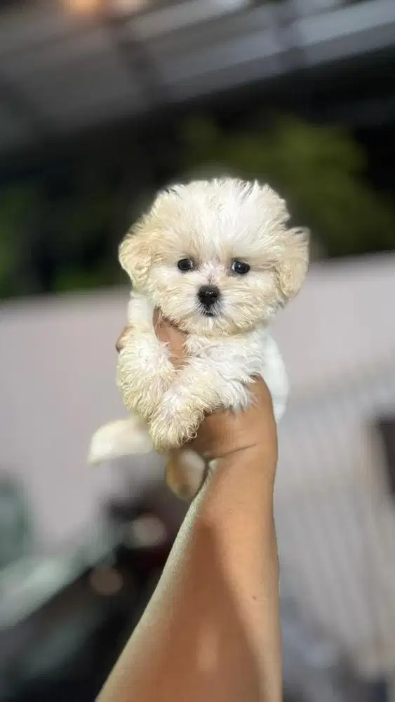 Maltipoo jantan betina