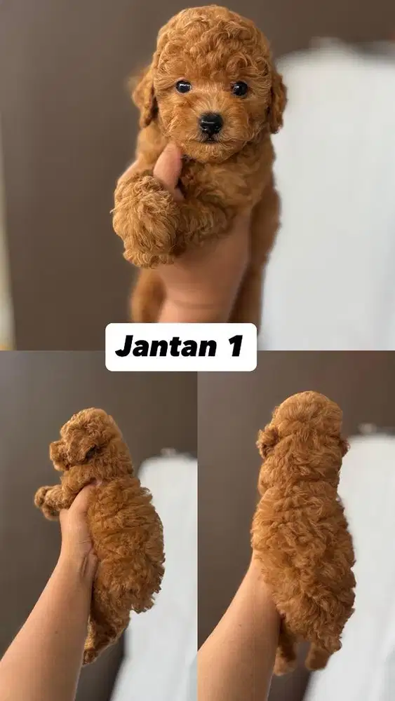 Poodle red party jantan betina