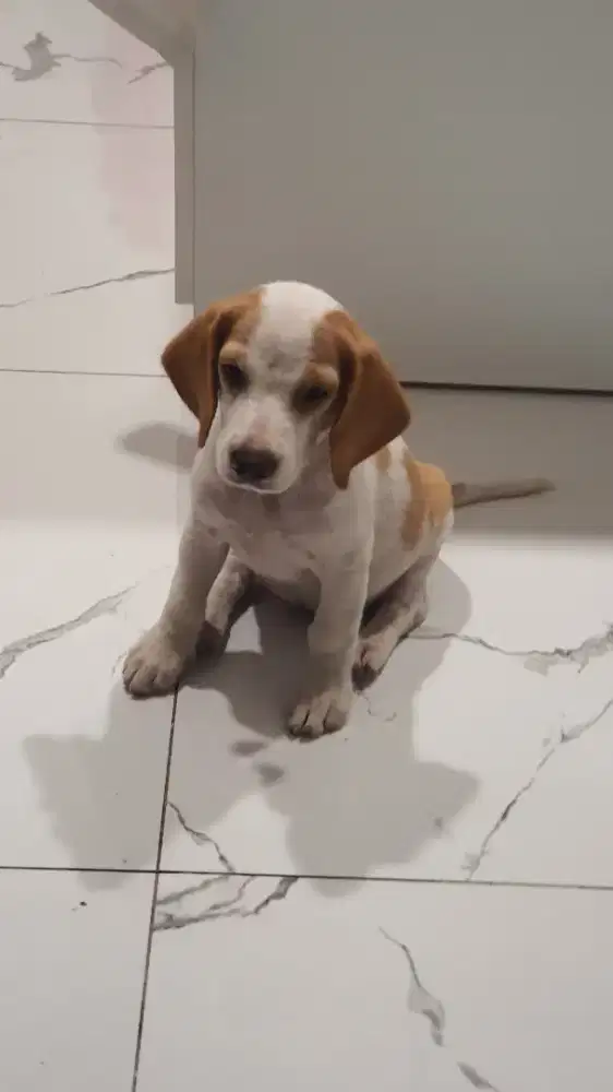 Beagle puppies sisa 1 ekor umur 3 bulan
