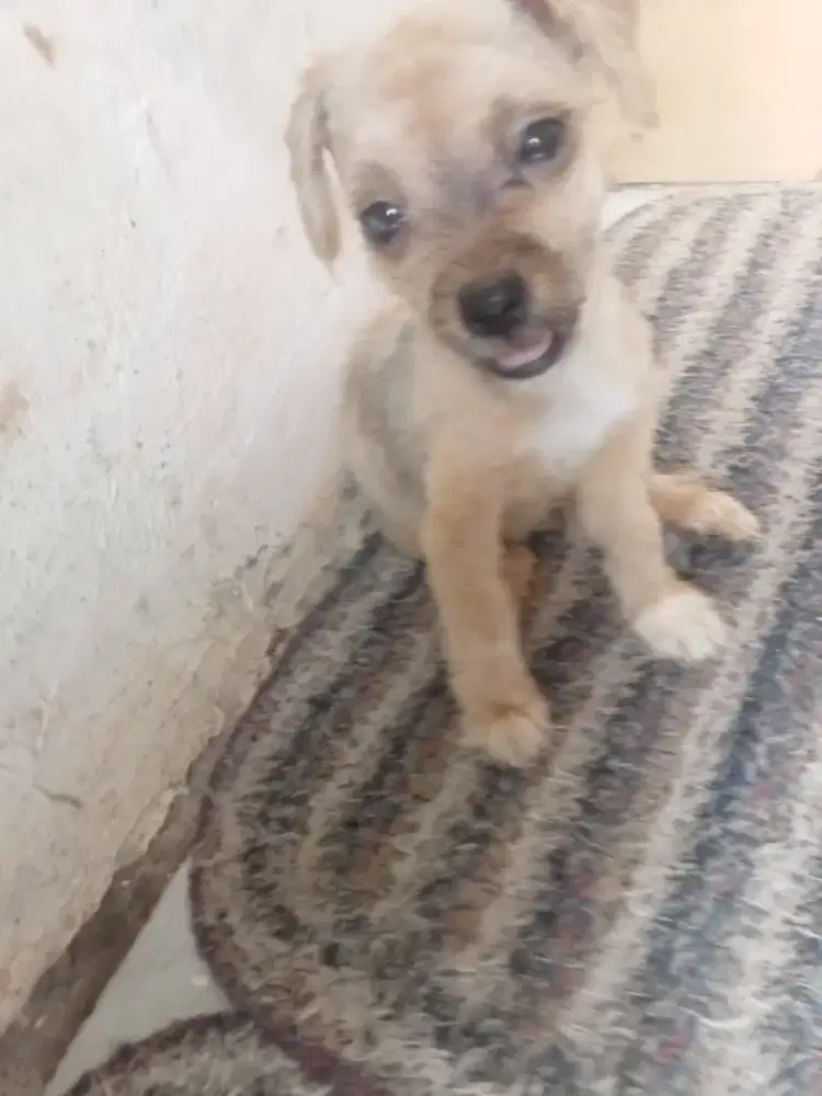 Anjing shitpom usia 60 harian