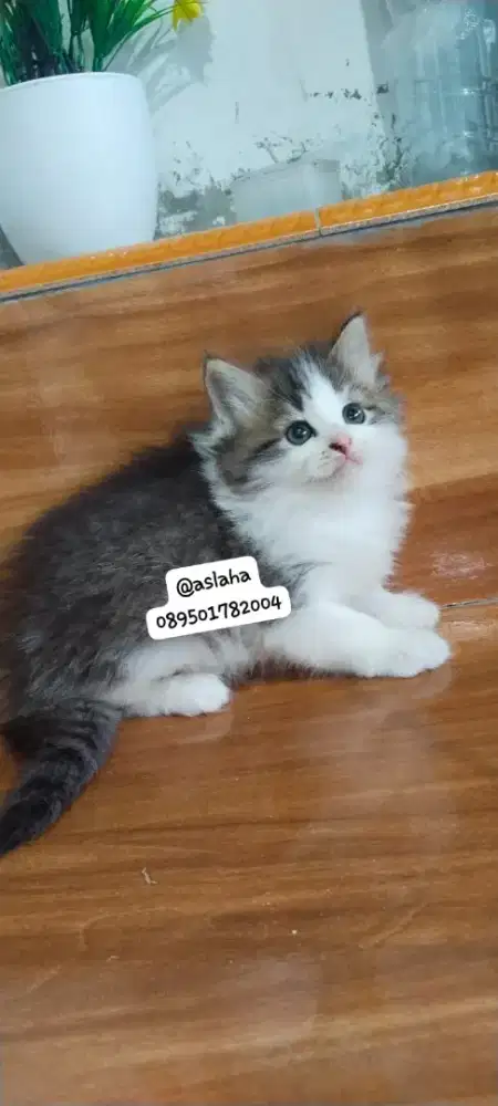 Anak kucing anggora/kitten persia jantan/kucing rpersia betina