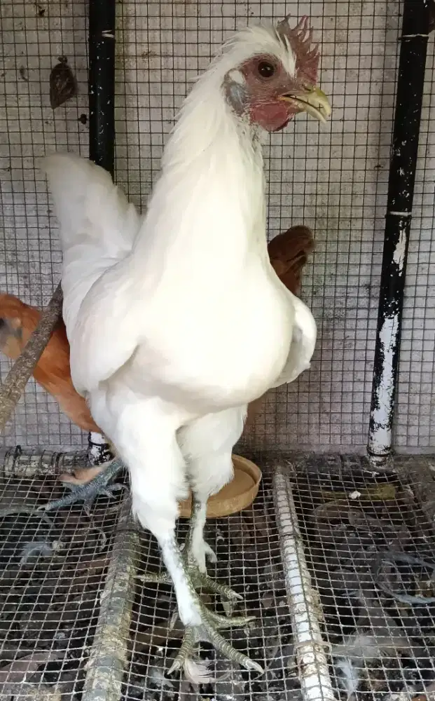 Ayam Hias Cross Breed Silky vs Onagadori