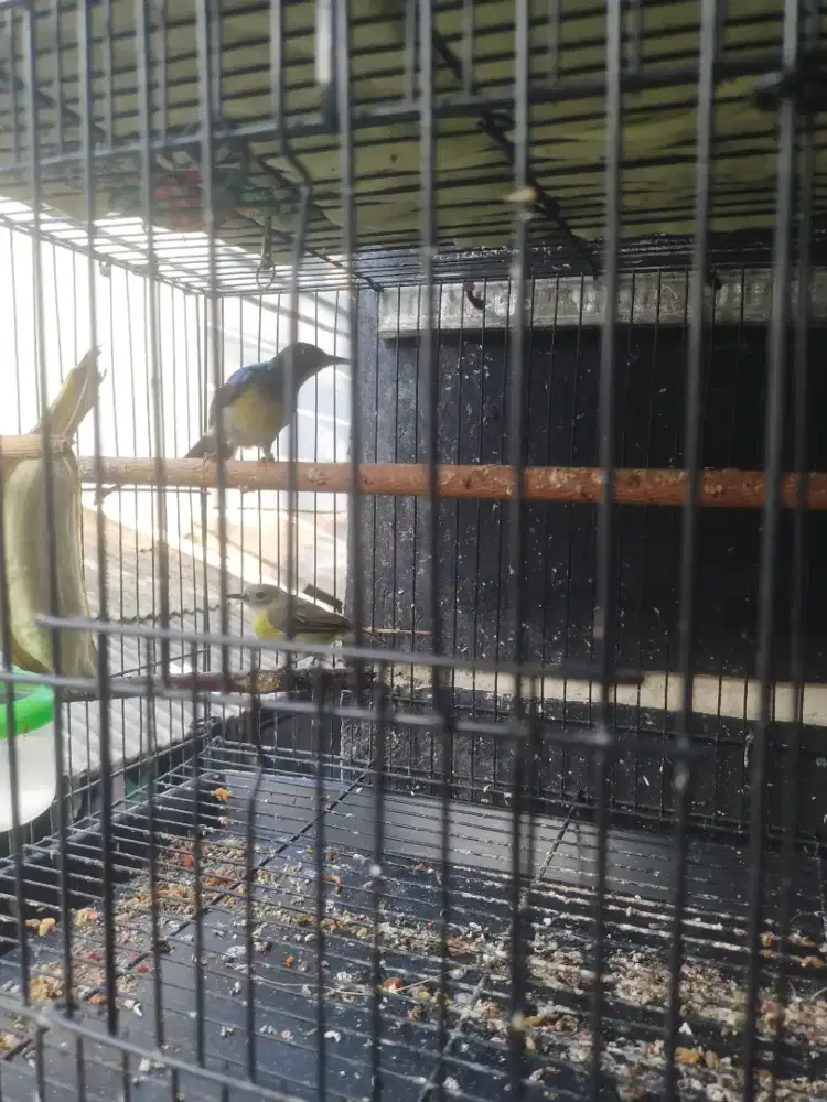 Burung korlap sepasang