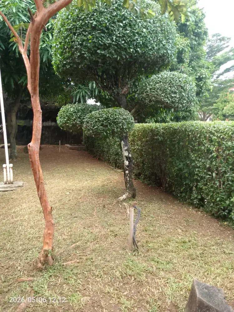 Tukang Babad Rumput - Rapi rapi Taman