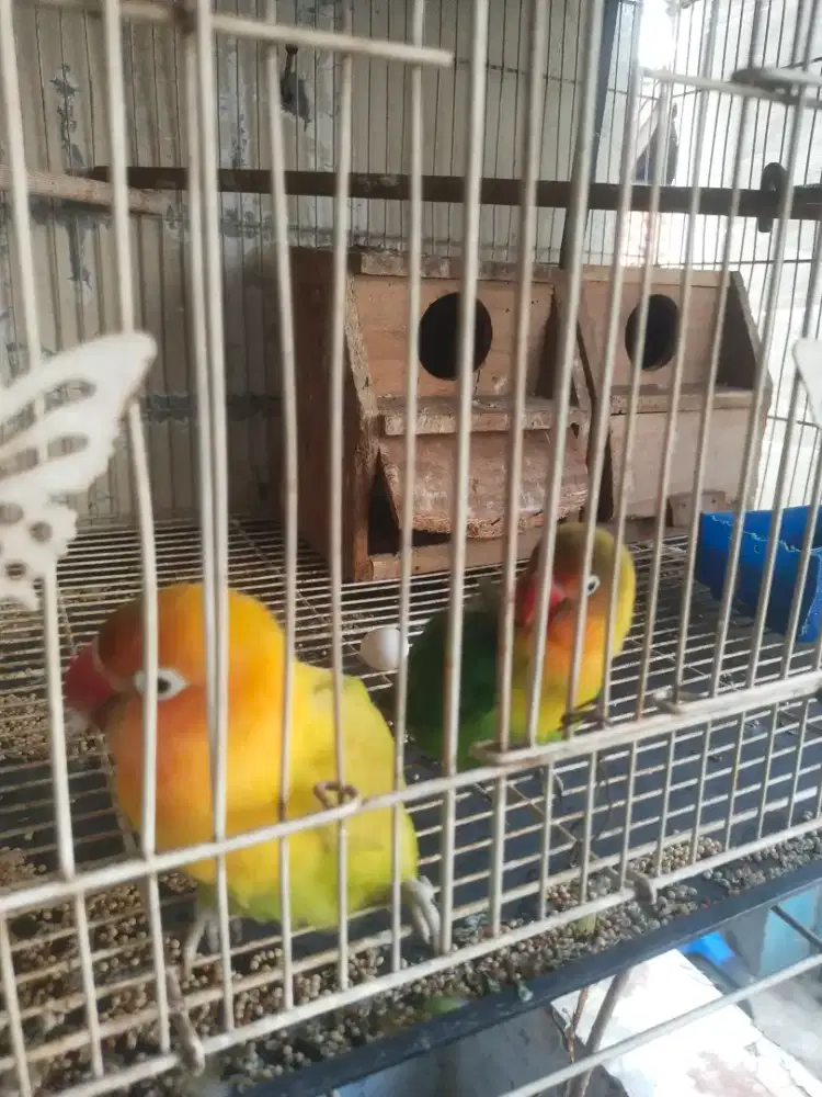 Burung Lovebird satuan/sepasang
