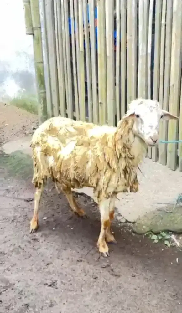 Hewan qurban murah
