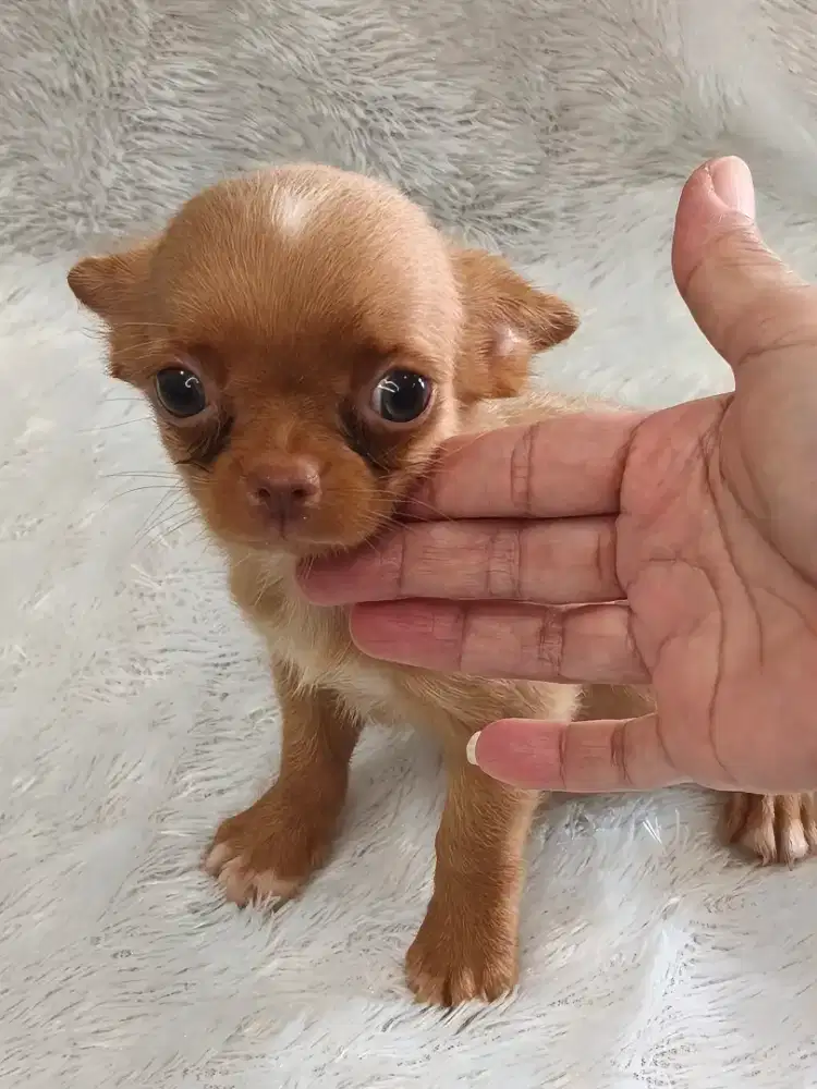 Chihuahua Puppy
