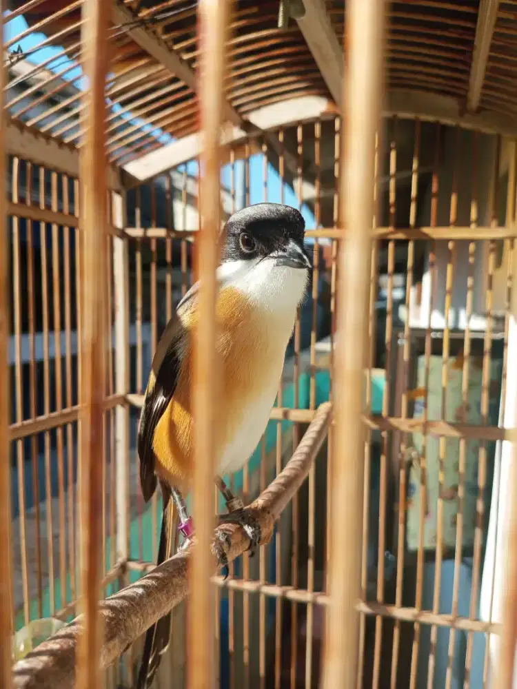 Burung Pentet jatim