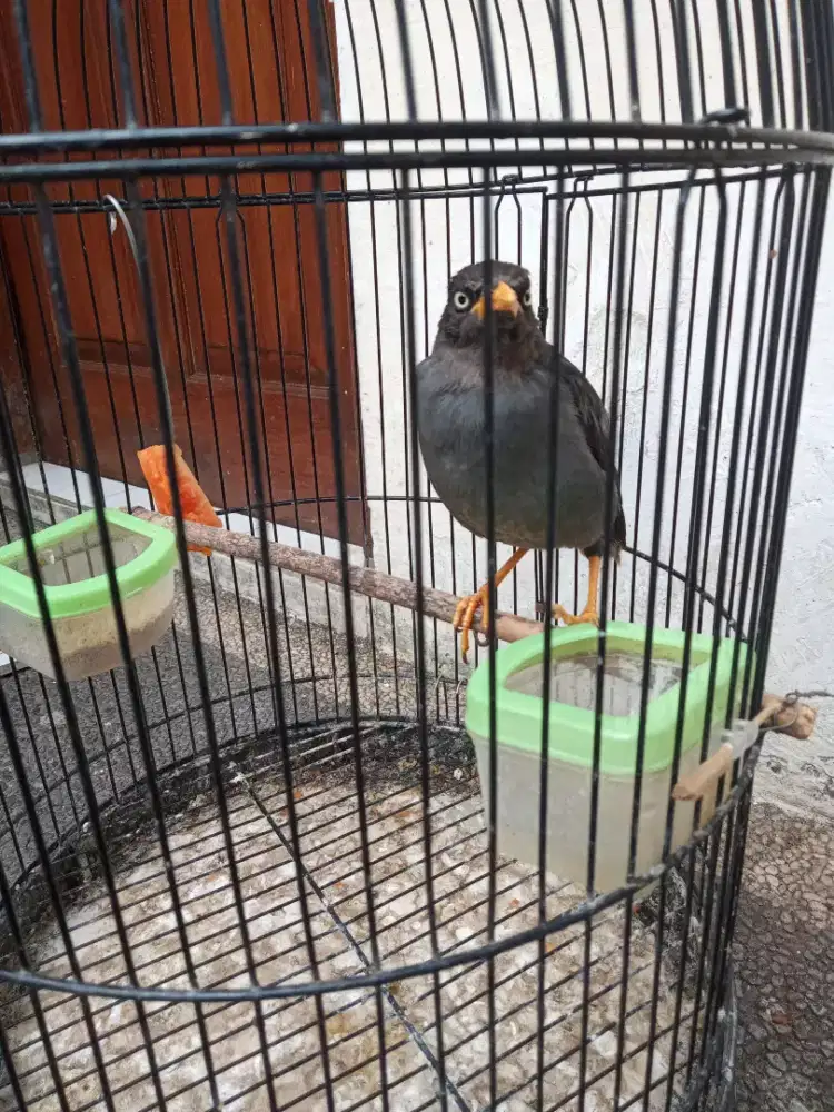 Jual jalak kebo mata putih