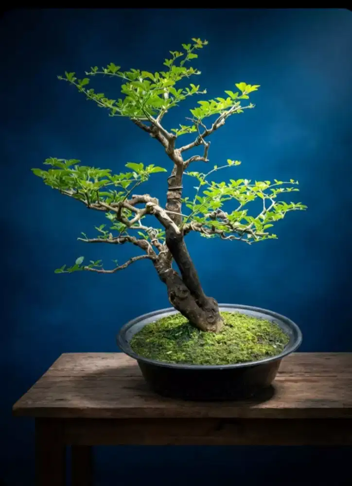 Bonsai jeruk kingkit natural