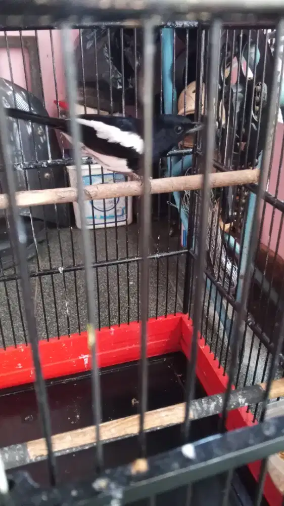 Jual burung Kacer gacor fs kaga ada minus nya